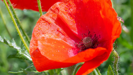 Summer poppy flowers on green field