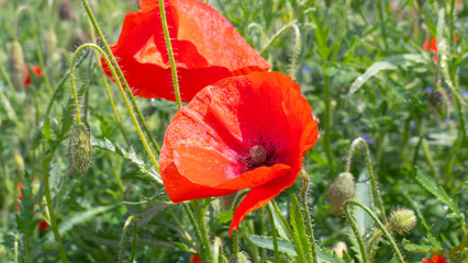 Summer poppy flowers on green field