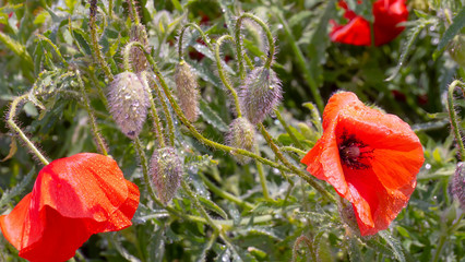 Summer poppy flowers on green field