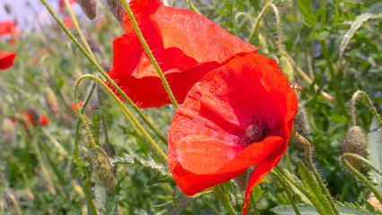 Obraz premium Red wild poppy flower in a field at sunrise