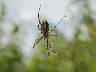 Argiope - view from the belly.