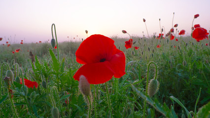 Summer poppy flowers on green field