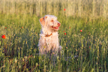Mischlingshündin auf dem Feld beim Spaziergang