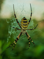 Wasp spider Argiope bruennichi. orb-web Insect with yellow stripes, web pattern. green grass background, macro view, horizontal soft focus. Large striped yellow and black spider on its web macro