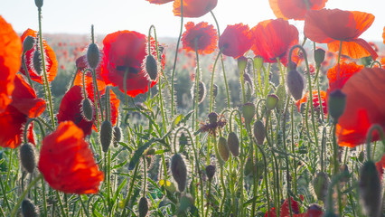 Obraz premium Summer poppy flowers on green field