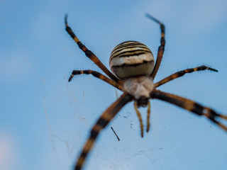 Wasp spider Argiope bruennichi. orb-web Insect with yellow stripes, web pattern. green grass background, macro view, horizontal soft focus. Large striped yellow and black spider on its web macro