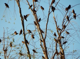 A flock of starlings gathered on a dry tree.