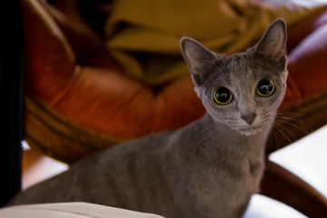 Close up portrait of grey colored cat with deep big green eyes. Korat cat resting. Animals and adorable cats concept. Macro selective focus. Pet shelter