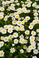 キク科の白い花