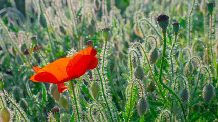Summer poppy flowers on green field