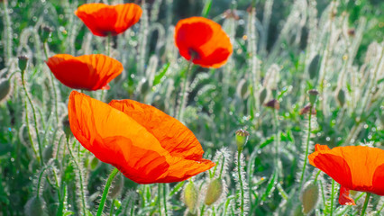 Summer poppy flowers on green field