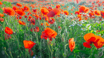 Summer poppy flowers on green field