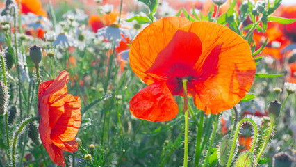 Summer poppy flowers on green field