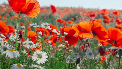 Summer poppy flowers on green field