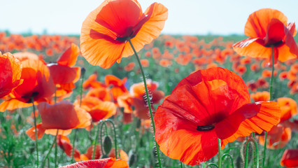 Obraz premium Summer poppy flowers on green field