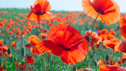 Fototapeta premium Summer poppy flowers on green field