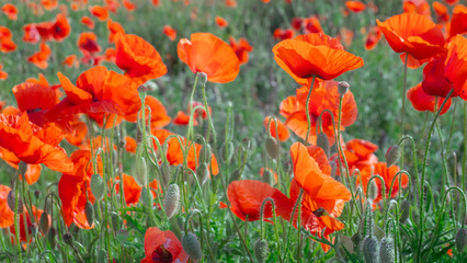 Fototapeta na wymiar Summer poppy flowers on green field