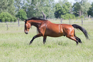 Pferd im freilauf auf der Sommerweide