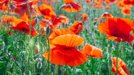 Summer poppy flowers on green field