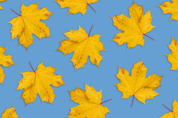 Autumn background from natural dry leaves of a maple. Forest orange leaves on blue background. Template for autumn greeting card, poster, banner, flyer, presentation, report.