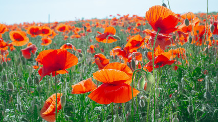 Summer poppy flowers on green field