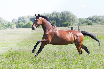 Pferd im freilauf auf der Sommerweide