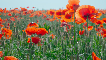 Summer poppy flowers on green field