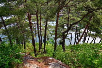 North Korean scenery. Red korean pine forest