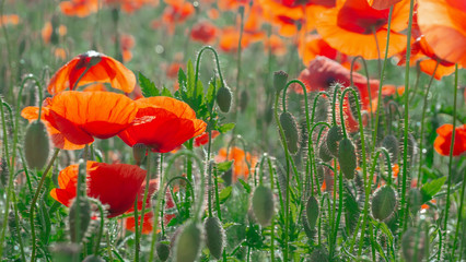 Obraz premium Summer poppy flowers on green field