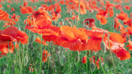 Summer poppy flowers on green field