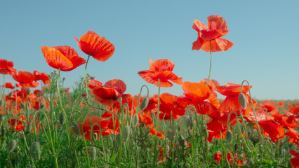 Obraz na płótnie Canvas Summer poppy flowers on green field