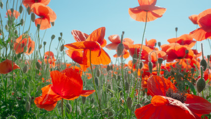 Obraz premium Summer poppy flowers on green field