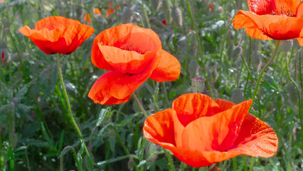 Summer poppy flowers on green field