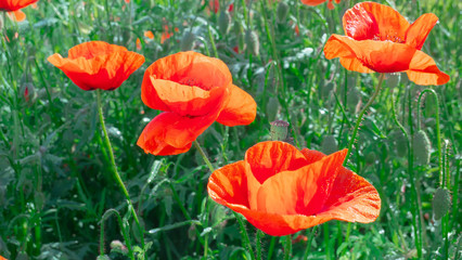 Summer poppy flowers on green field