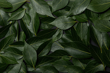 Naklejka na ściany i meble green fresh leaves natural background with copy space