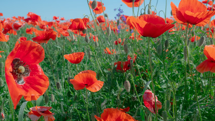 Summer poppy flowers on green field