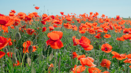 Summer poppy flowers on green field