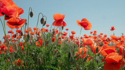Obraz premium Summer poppy flowers on green field