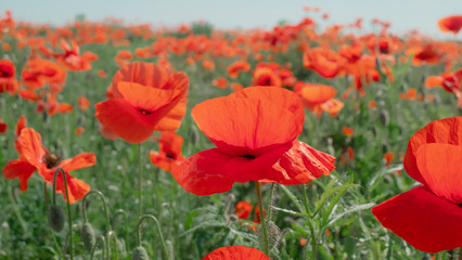 Summer poppy flowers on green field