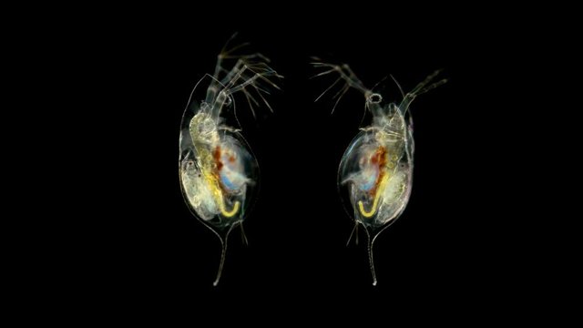 plankton, Daphnia under the microscope, water flea, species Daphnia galeata, is a zooplankton crustacean, the head looks like a pointed helmet, which, depending on the season, may decrease or increase