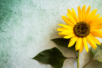 Sunflowers on rustic green background. Flat lay, top view minimal floral composition. Retro style