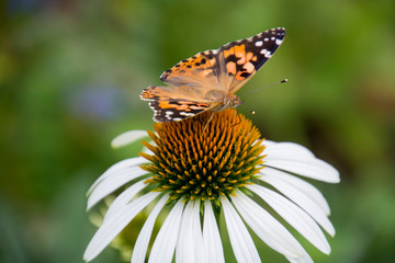 Diestelfalter auf Echinacea