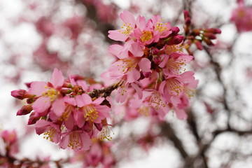 長徳寺のオカメ桜