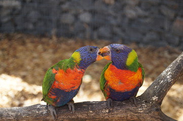 Couple d'oiseaux