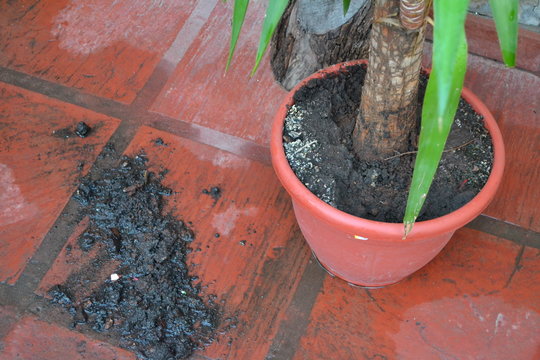 planta barro maseta