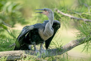Young Anhinga Drying Wings on Tree Branch