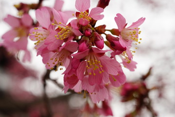 長徳寺のオカメ桜