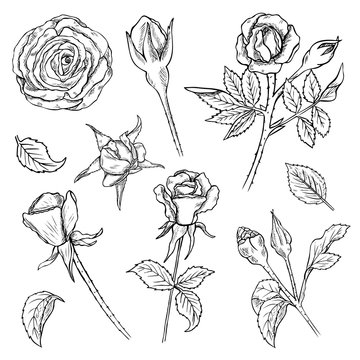 Set of hand drawn rose flowers buds and stems with leaves. Sketched black and white vector illustration