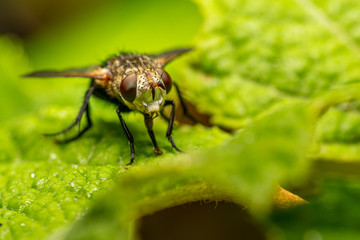 Closeup of a fly in the garden