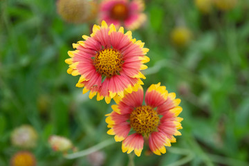 Red and yellow blanket flowers